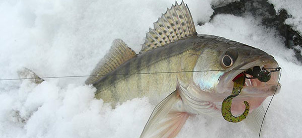 Ice Fishing Saginaw Bay